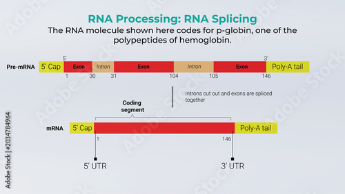 3d illustration of RNA splicing and processing diagram, Intron Removal and Exon Ligation Messenger RNA Maturation