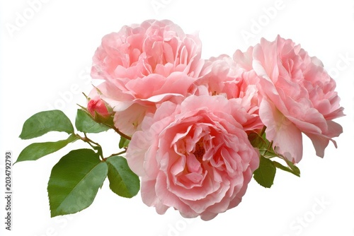 A cluster of four delicate pink roses with lush green leaves isolated on white white background