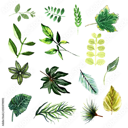 Set di foglie verdi dipinte ad acquerello, illustrazione isolata su sfondo bianco. elementi di design disegnati a mano. 