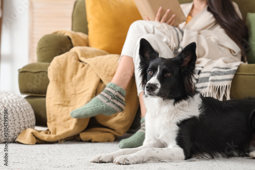 Border Collie dog lying aga...