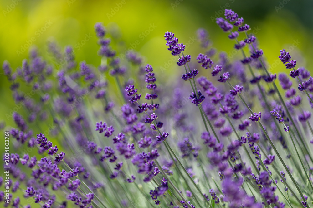 Fototapeta premium Lavender flowers on beautiful soft green nature blurred bokeh background. Selective focus used.