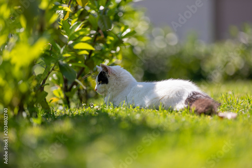 White young cat with a small black patch on its head resting peacefully outdoors on green grass in sunlight, sorrounded by soft greenery, crating a calm and warm atmosphere.