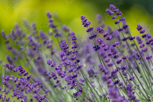 Lavender flowers on beautiful soft green nature blurred bokeh background. Selective focus used.