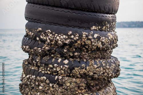 Schilderij op canvas Macro close-up of stacked black harbor tires covered with oysters and marine shells attached to a mooring post above tropical seawater