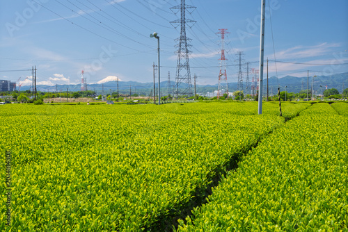 Tapety artystyczne 新芽が芽吹く春の茶畑・埼玉県入間市