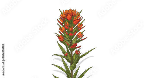 Illustration of a vibrant Indian Paintbrush wildflower.