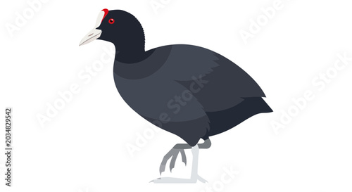 Tableau sur toile Illustration of a Common Coot bird with white beak and red forehead patch