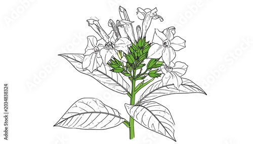 Botanical illustration of a flowering plant with large, white, trumpet-shaped blossoms and green buds and leaves