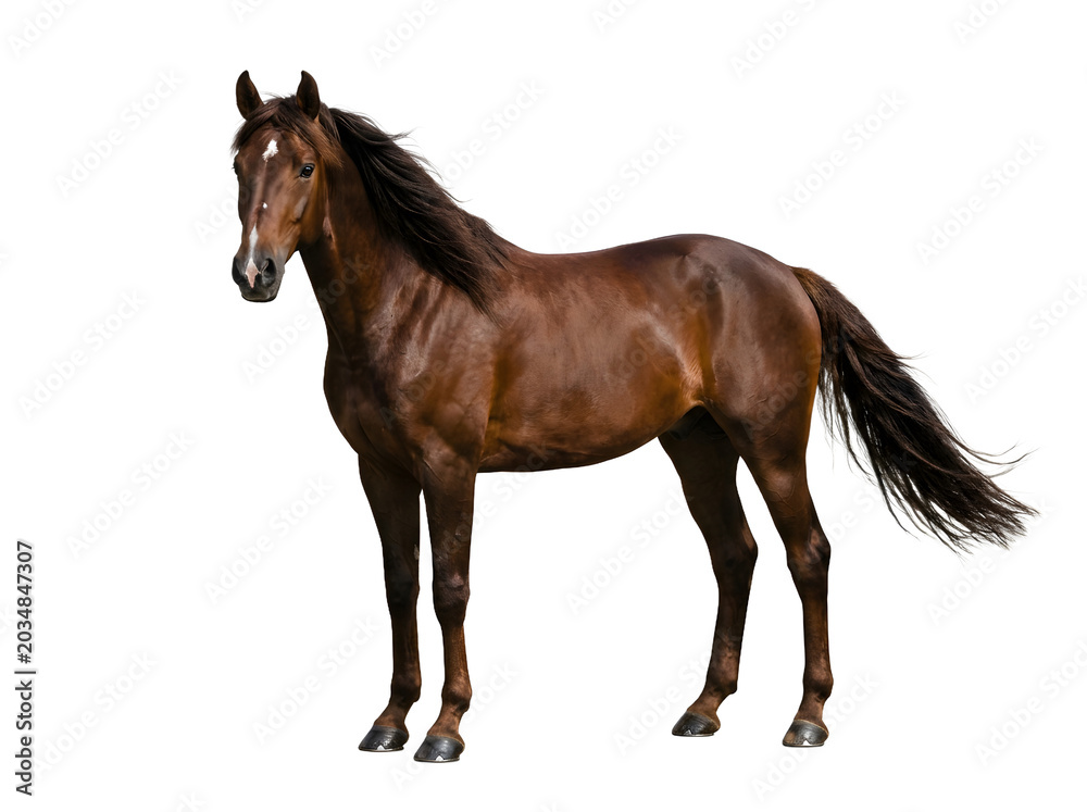 Obraz premium Elegant brown horse on white background, majestic animal with flowing mane and tail for equestrian design projects