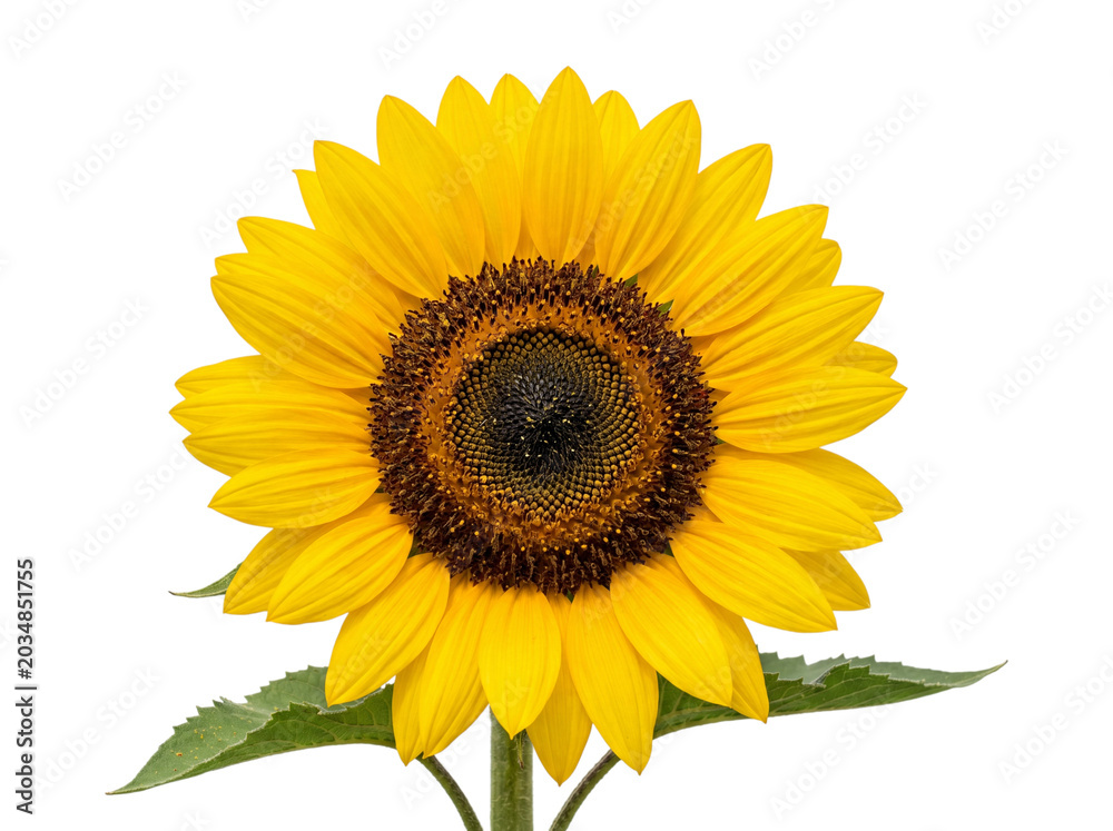 Fototapeta premium Sunflower with detailed petals and dark center on transparent background