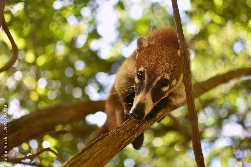 Fototapeta premium Coati balanced between the branches #4