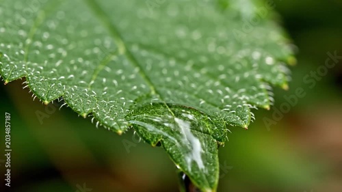 Water Droplet on Leaf Macro - Reflecting Nature