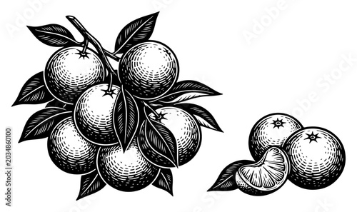 Cuadro en lienzo Fresh oranges on a branch with green leaves in vintage woodcut engraving style