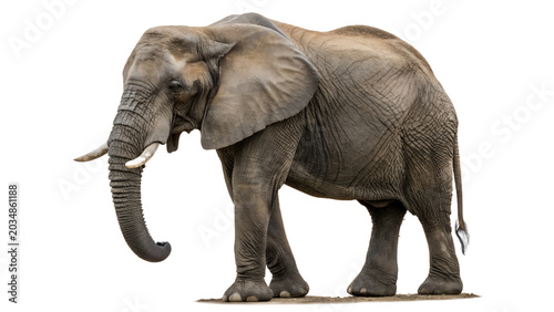Quadro em tela elephant, trunk, mammal, ivory, tusk PNG, on Transparent background