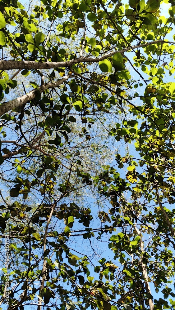 Fototapeta premium Green Tropical Forest Leaves and Branches Under Bright Sky