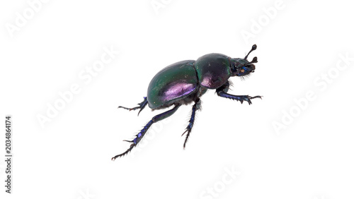 Bild auf Leinwand dung beetle, PNG, on Transparent background