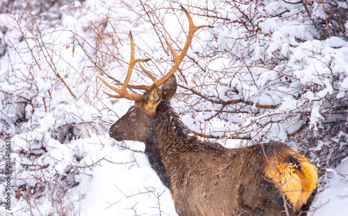 Photography A deer in the mountains in winter with falling snow