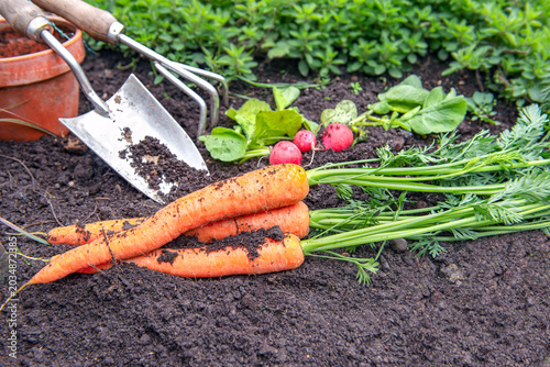 bunch of organic dirty carrot harvest in garden on ground with garden tools b...