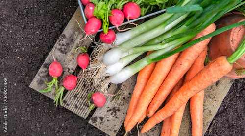 Bunch of organic carrots, oinions and radish harvest in garden and placed on ...