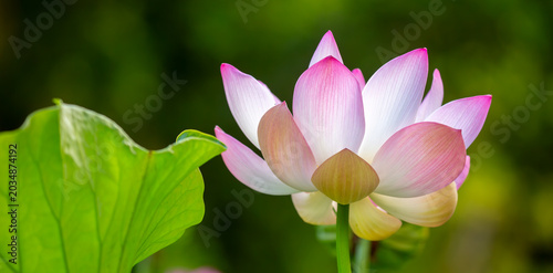 Lotus pond. Water lily close up. Sacred lotus flower in Buddhism. Calmness and tranquility. Spa treatments, yoga, meditation. Tropical nature.