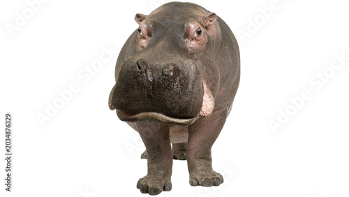 Bild auf Leinwand hippopotamus png, hippopotamus, hippo, png, hippo png, big, animal