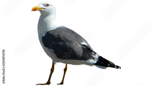 Schilderij op canvas seagull png, seagull, bird, sea, gull, isolated