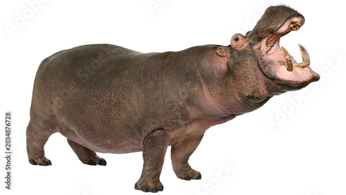 Bild auf Leinwand hippopotamus png, hippopotamus, hippo, png, hippo png, big, animal