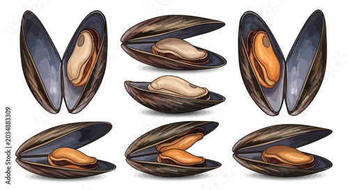 Foto Fresh sea mussels collection showing different angles and states of open shells with edible mollusks inside isolated on white background for food design