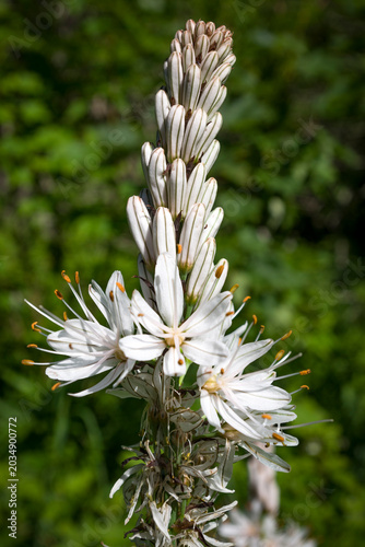 Asfodelo fiorito in montagna a maggio