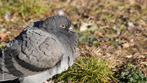 Tableau sur toile Close-up Profile of a Grey Pigeon Resting on Sunny Grass