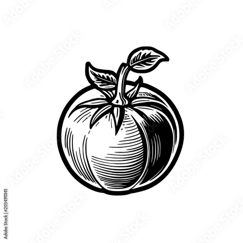 hand drawn tomato illustration on white background