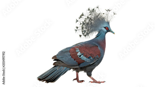 Quadro su tela Victoria crowned pigeon bird with elegant blue crest plumage isolated on transpa