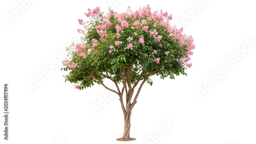 Fotografía lagerstroemia indica tree with pink flowers isolated on transparent background