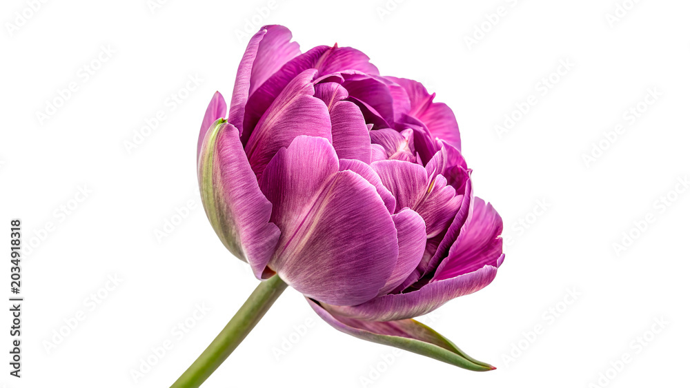 Obraz premium purple double late peony flowered tulip flower blossom head on stem isolated on transparent background