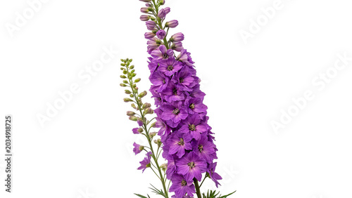 Εκτύπωση καμβά Single purple delphinium larkspur flower stalk stem isolated on transparent back