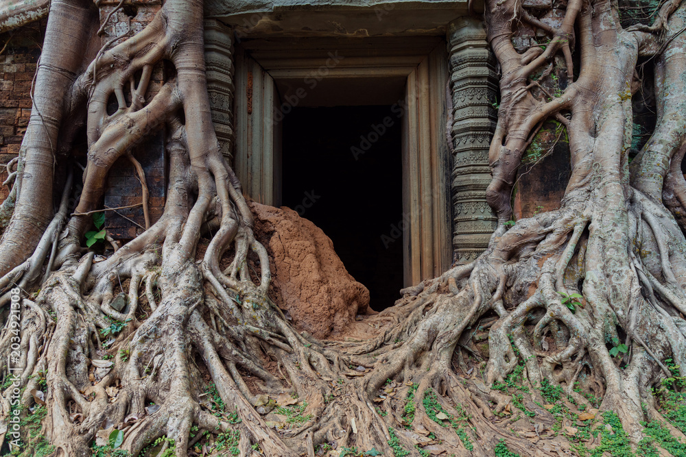 Naklejka premium Massive tree roots engulf an ancient stone doorway at Koh Ker temple in Siem Reap, Cambodia. The temple is famous for being reclaimed by nature.