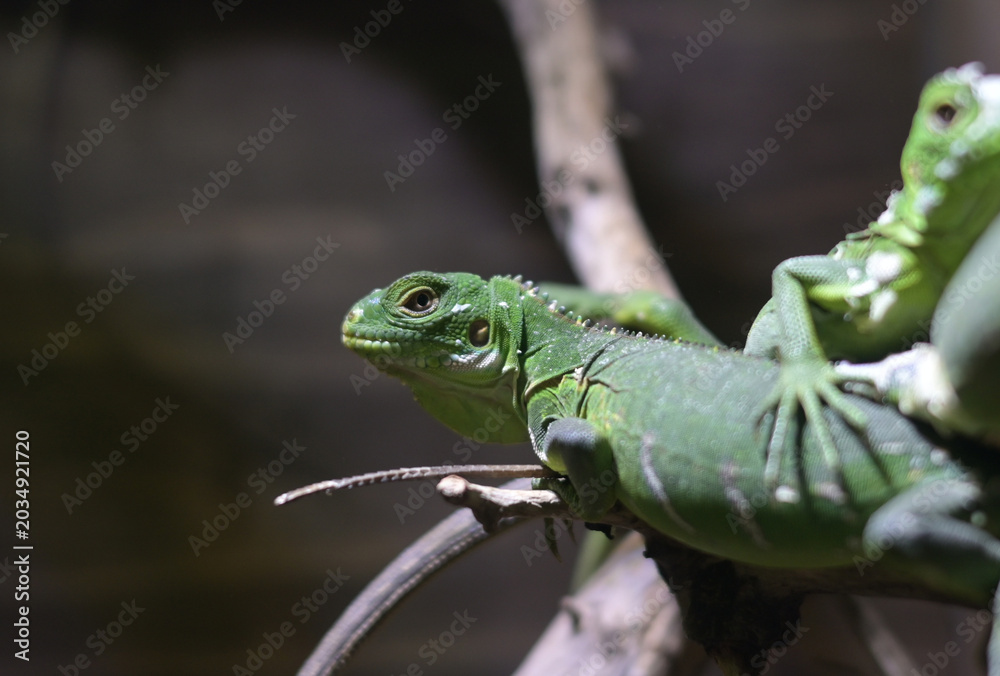 Fototapeta premium Bright green lizard perched on wood with a dark textured bokeh background