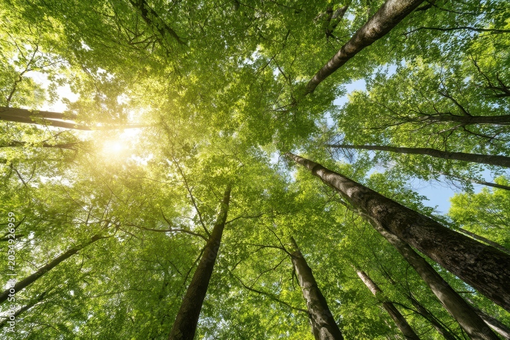 Obraz premium The Trees in a Sunlit Green Forest Canopy Reaching Up Toward a Blue Sky