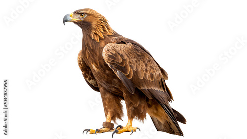 Majestic golden eagle bird perched looking sideways profile isolated on transparent background cut out