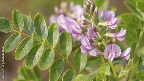 pinnate. Close-up of licorice plant with pinnate leaves and purple flowers. gardening catalogs, home-decor guides, designed for gardening and botanical catalogs, used by photographers.