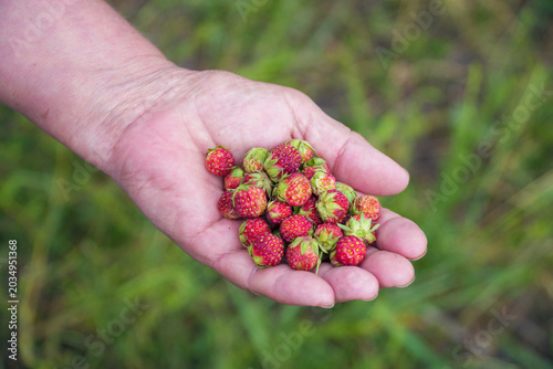 Freshly picked wild strawberries