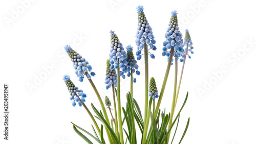 Bild auf Leinwand Fresh blooming blue muscari grape hyacinth flowers bush isolated on transparent