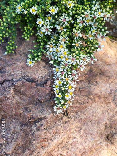 white aster heather flowers on a stone