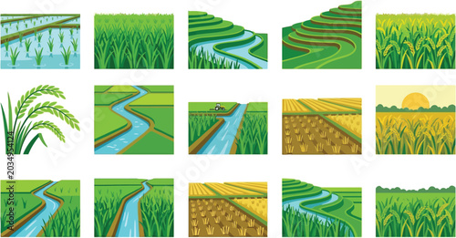 Collection of various rice field illustrations, depicting agricultural landscapes and growth stages on a transparent background.