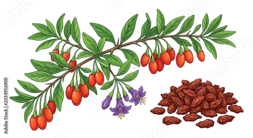 Fotografía Goji berry branch with leaves and dried berries vector illustration