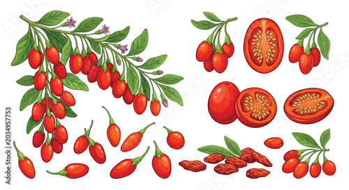 Cuadro en lienzo Goji berries and branches detailed vector illustration with cutaway views
