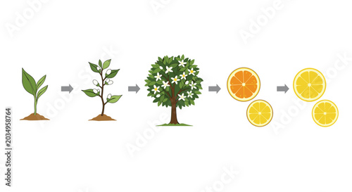 Visual diagram showing the growth cycle of a lemon tree from a small sprout to a mature tree bearing fruit and fresh lemon slices.