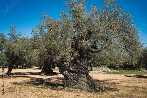 One of the famous Millenary Olive Trees (olivos milenarios) in the olive orchards of Canet lo Roig, province of Castellon, Spain
