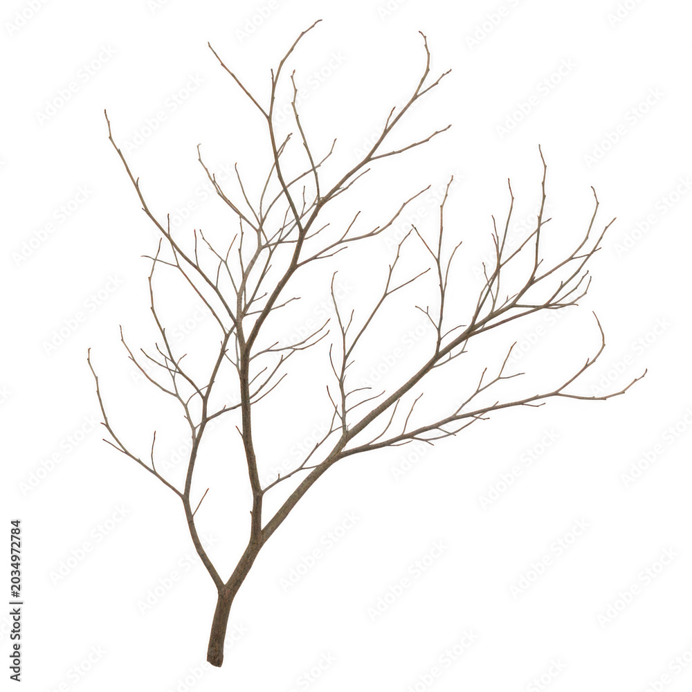 Fototapeta premium Minimalist bare tree branch with delicate twigs isolated on transparent background