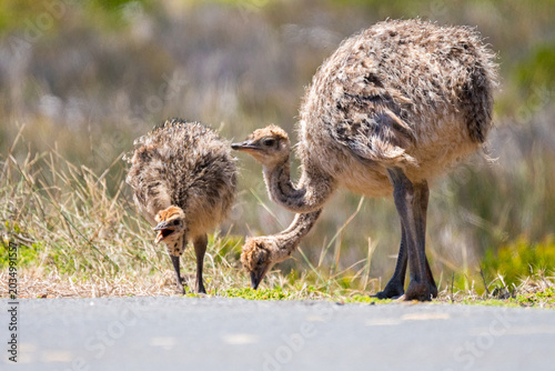 Bild auf Leinwand baby or chick ostrich (Struthio camelus australis) group in the wild feeding or